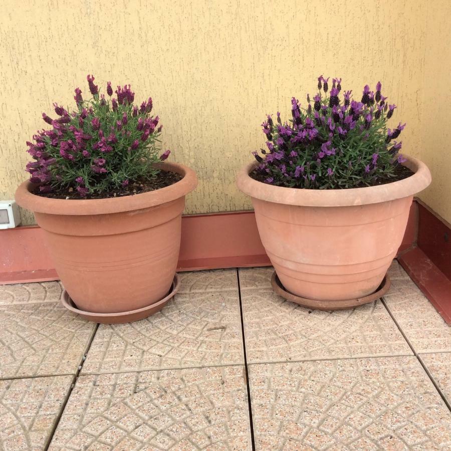 Portese La Terrazza Di Piero San Felice del Benaco